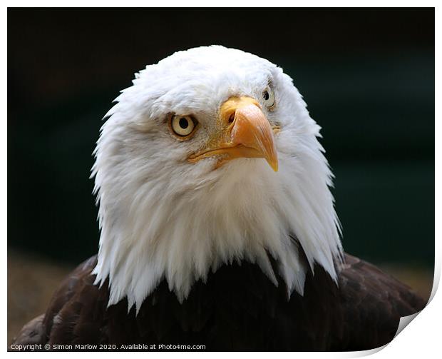 Majestic Sea Eagle The Hunter of the Sea Print by Simon Marlow