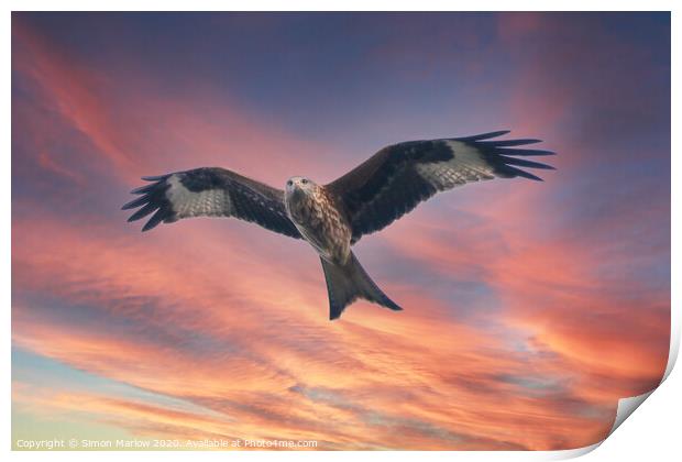 Red Kite in Shropshire against a sunset sky Print by Simon Marlow