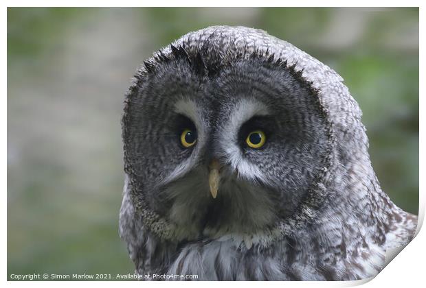 Great Grey Owl Print by Simon Marlow