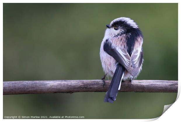 Beautiful detail and colour of a Long Tailed Tit Print by Simon Marlow