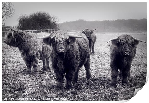 Longhorn cattle in a field Print by Simon Marlow