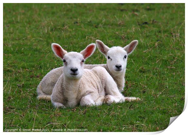 A pair of spring Lambs in a field Print by Simon Marlow