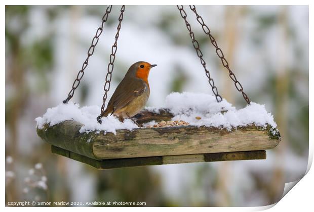 Robin on a snow covered feed tray Print by Simon Marlow