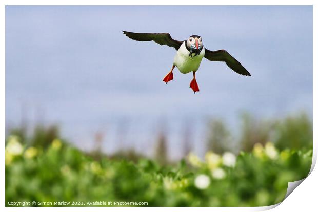 Puffin coming into land with food Print by Simon Marlow