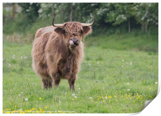 Highland Cow with it's tongue up it's nose Print by Simon Marlow