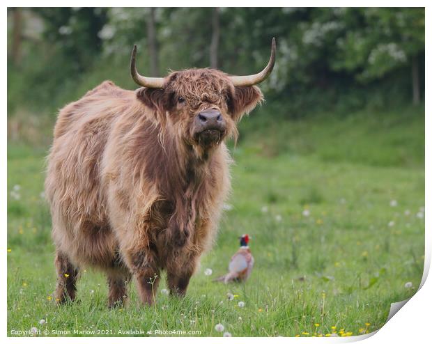 Highland Cow in a green field with a Pheasant Print by Simon Marlow