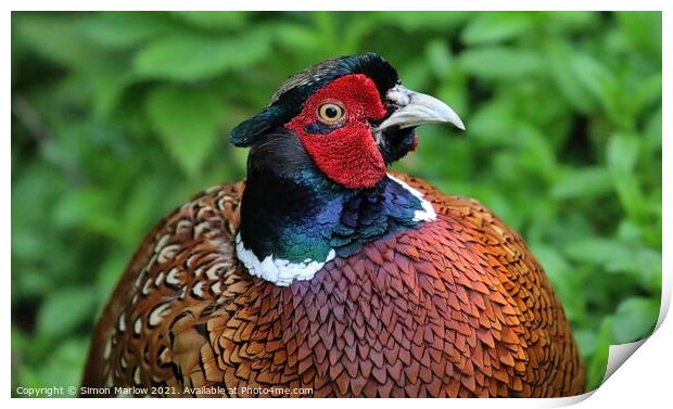 Majestic Pheasant Portrait Print by Simon Marlow