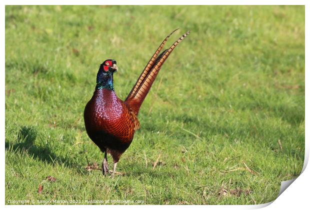 Majestic Male Pheasant Print by Simon Marlow