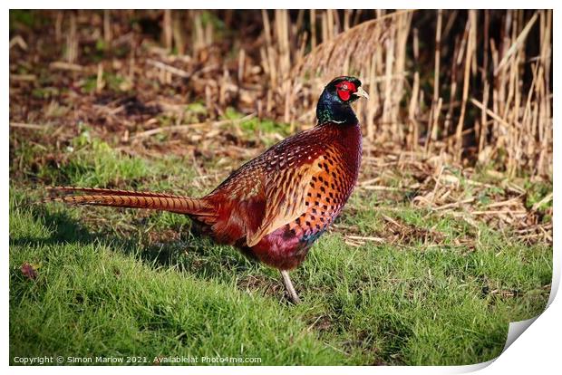 Pheasant in a field Print by Simon Marlow