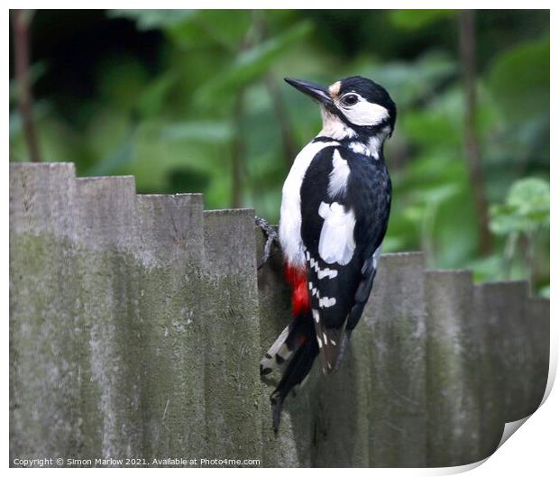 Woodpecker Print by Simon Marlow