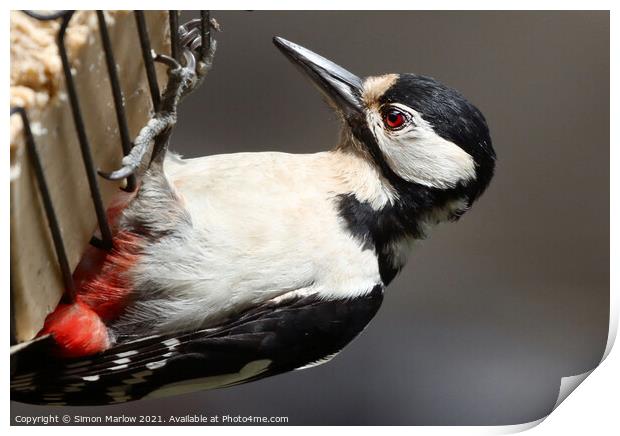 Majestic Great Spotted Woodpecker Print by Simon Marlow
