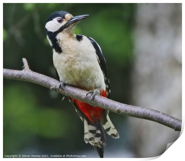 Woodpecker Print by Simon Marlow