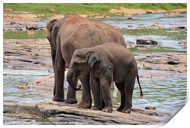 A baby elephant standing next to a body of water Print by Simon Marlow