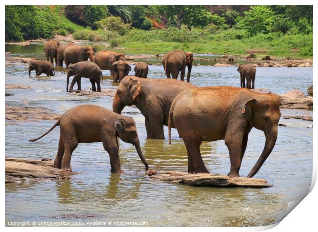 Herd of Elephants Print by Simon Marlow