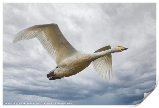 Whooper Swan in flight Print by Simon Marlow