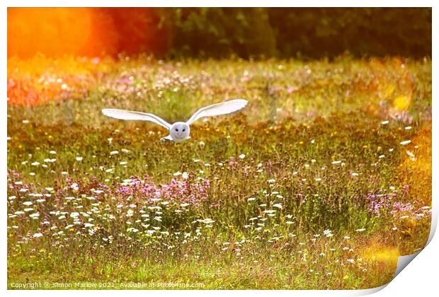 Majestic Barn Owl in its Natural Habitat Print by Simon Marlow
