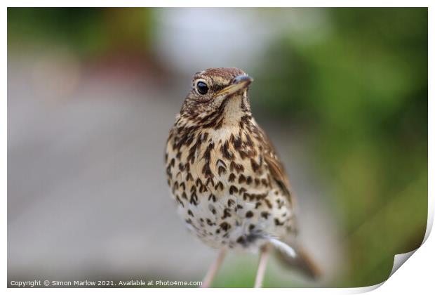 Song Thrush Print by Simon Marlow