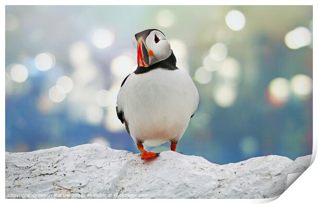 Puffin Print by Simon Marlow