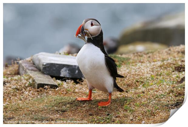 Atlantic Puffin on the cliff edge in Northumberland Print by Simon Marlow