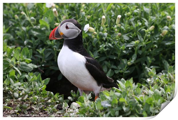 Adorable Atlantic Puffin Print by Simon Marlow