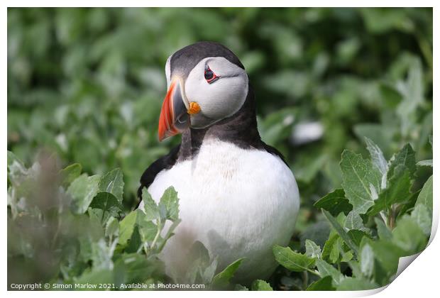 Atlantic Puffin Print by Simon Marlow