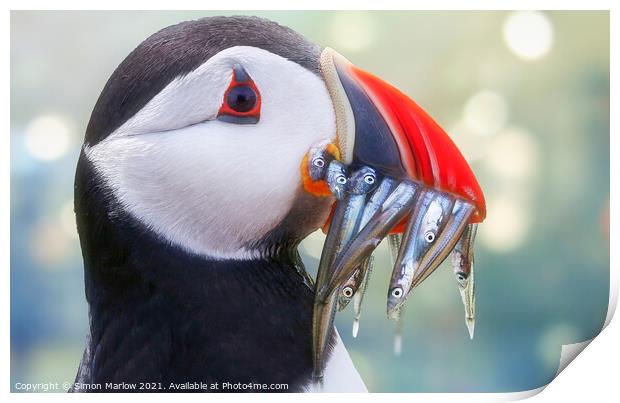 Atlantic Puffin side portrait Print by Simon Marlow