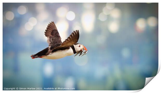 Atlantic puffin in flight Print by Simon Marlow