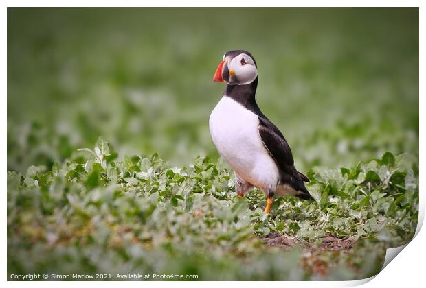 The Majestic Puffin Print by Simon Marlow