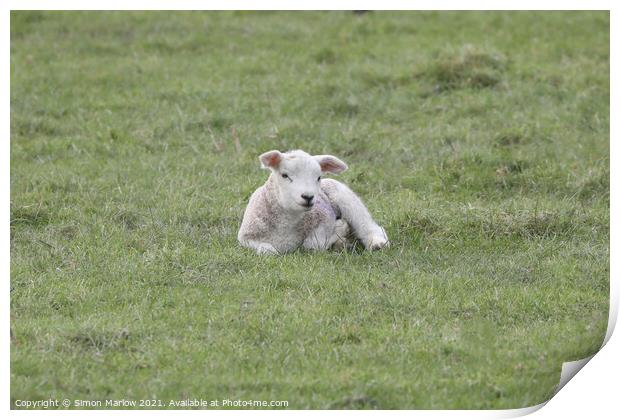 Spring Lamb Print by Simon Marlow