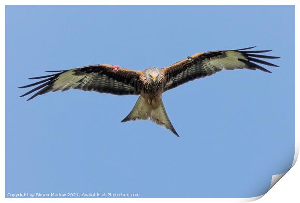 Majestic Red Kite in Flight Print by Simon Marlow