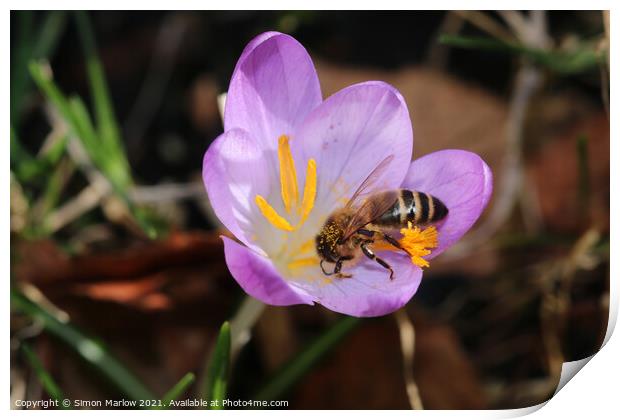 Bee on a spring Flower Print by Simon Marlow