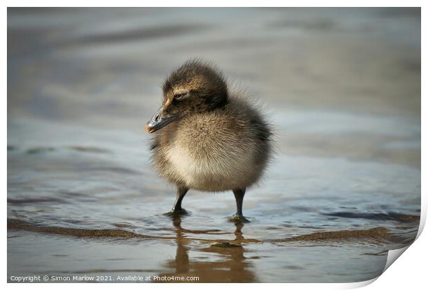 Adorable Eider Duck Chick Print by Simon Marlow
