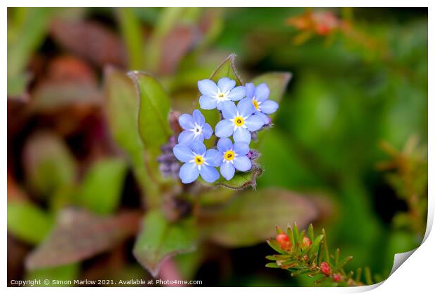 Enchanting Blue Blossoms Print by Simon Marlow