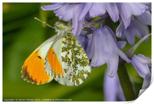 Majestic Orange Tip Butterfly in Springtime Print by Simon Marlow