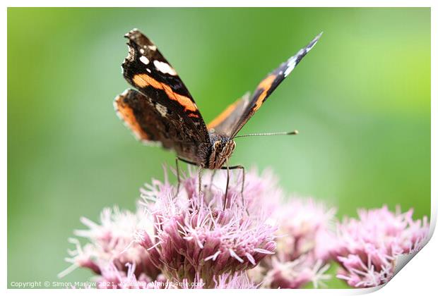 Red Admiral Butterfly Print by Simon Marlow