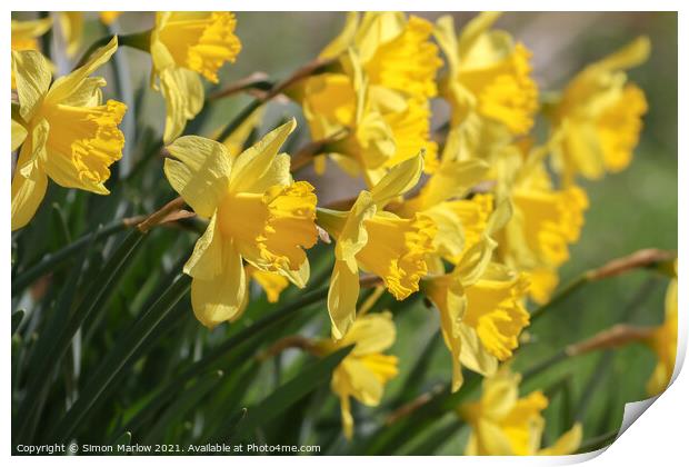 Daffodil Print by Simon Marlow