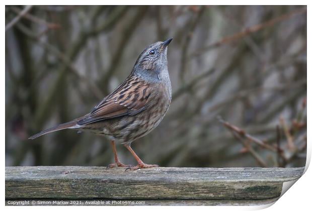 Serene Dunnock in Majestic Environment Print by Simon Marlow