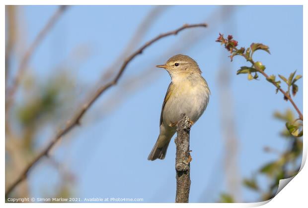 ChiffChaff perched on a tree branch Print by Simon Marlow