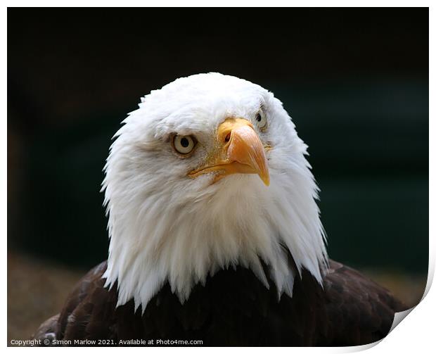 Fish Eagle Print by Simon Marlow