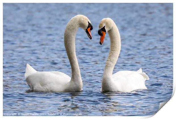 Swans Courting Print by Simon Marlow