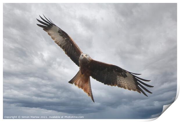 Majestic Red Kite Soaring Through Shropshire Skies Print by Simon Marlow