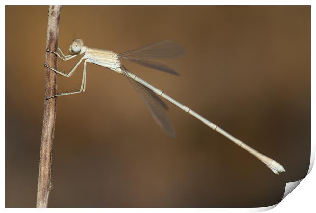 Dragonfly. Gir National Park. Gujarat. India. Print by Víctor Suárez Naranjo