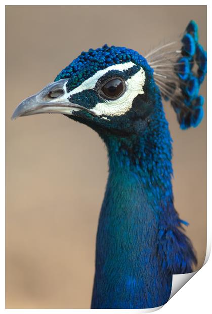 Indian peafowl (Pavo cristatus). Male (peacock).  Print by Víctor Suárez Naranjo
