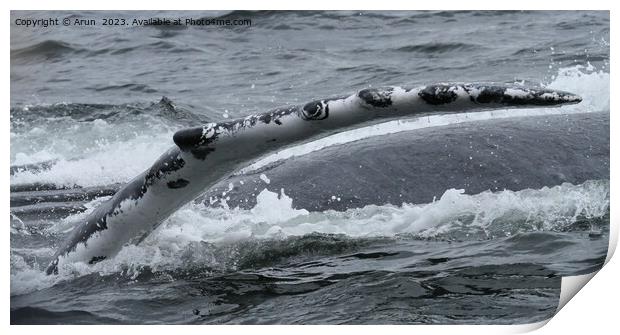 Whales in inside passage, Alaska Print by Arun 