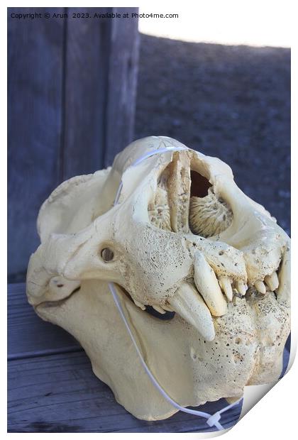 Elephant Seals  skull at Ano Nuevo California Print by Arun 