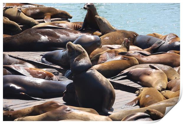Seals in pier 39 in San Francisco Print by Arun 