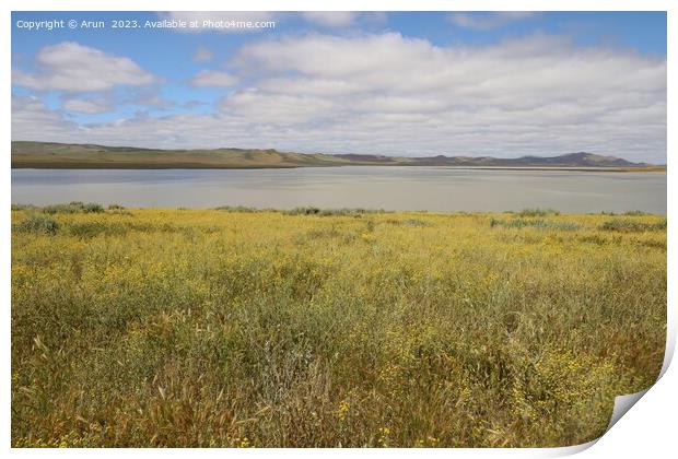Wildflowers at Carrizo Plain National Monument and Soda lake Print by Arun 