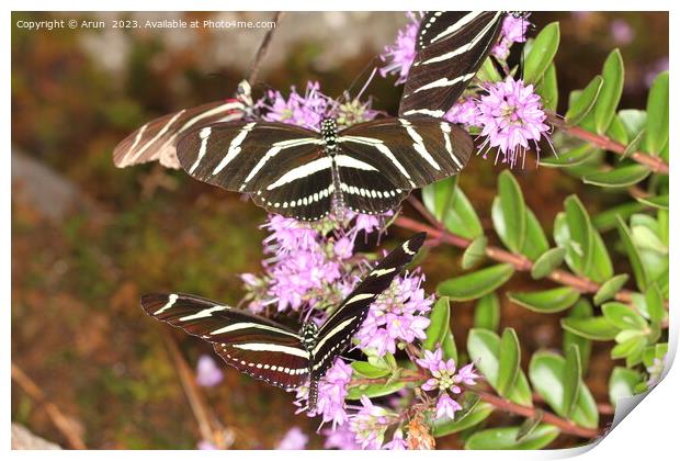 Butterflies on a flower in nature Print by Arun 