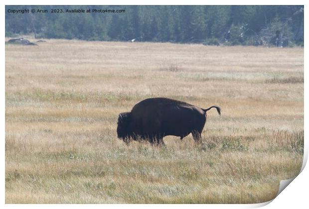 Bison at Yellowstone national park in Wyoming USA Print by Arun 