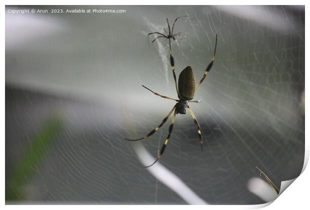 Golden Silk Spider at the California Academy of Science Print by Arun 